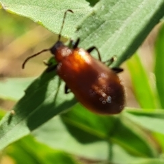 Ecnolagria grandis (Honeybrown beetle) at Mount Mugga Mugga - 12 Feb 2023 by Mike