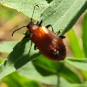 Ecnolagria grandis at O'Malley, ACT - 12 Feb 2023