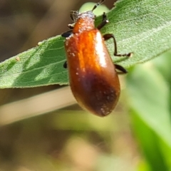 Ecnolagria grandis at O'Malley, ACT - 12 Feb 2023