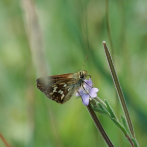 Atkinsia dominula at Paddys River, ACT - 11 Feb 2023