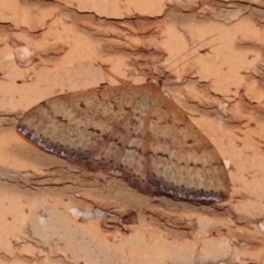 Scopula rubraria (Reddish Wave, Plantain Moth) at Wanniassa, ACT - 11 Feb 2023 by JohnBundock