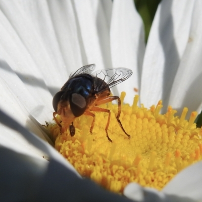 Psilota rubra (Red-tailed hoverfly) at Burradoo, NSW - 9 Jan 2023 by GlossyGal