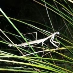 Tenodera australasiae (Purple-winged mantid) at Stromlo, ACT - 11 Feb 2023 by MatthewFrawley