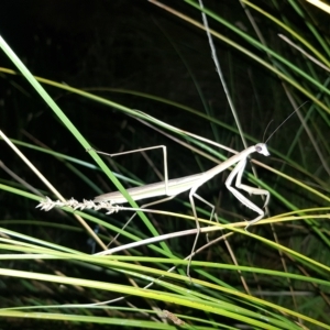 Tenodera australasiae at Stromlo, ACT - 11 Feb 2023 10:06 PM