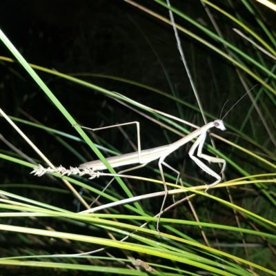 Tenodera australasiae (Purple-winged mantid) at Stromlo, ACT - 11 Feb 2023 by MatthewFrawley