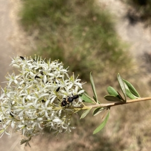 Eleale pulchra at Lyons, ACT - 2 Feb 2023 01:19 PM