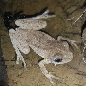 Litoria peronii at Stromlo, ACT - 11 Feb 2023 10:22 PM