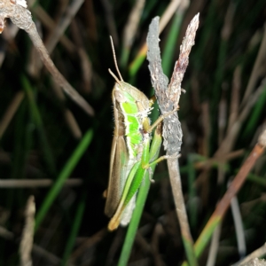 Bermius brachycerus at Stromlo, ACT - 11 Feb 2023