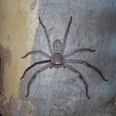 Isopeda sp. (genus) (Huntsman Spider) at Stromlo, ACT - 11 Feb 2023 by MatthewFrawley