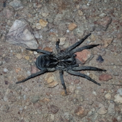 Tasmanicosa sp. (genus) (Tasmanicosa wolf spider) at Molonglo Valley, ACT - 11 Feb 2023 by MatthewFrawley