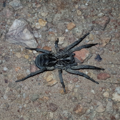 Tasmanicosa sp. (genus) (Unidentified Tasmanicosa wolf spider) at Molonglo Valley, ACT - 11 Feb 2023 by MatthewFrawley