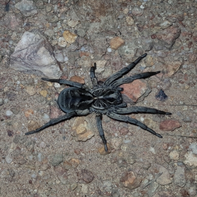 Tasmanicosa sp. (genus) (Tasmanicosa wolf spider) at Molonglo Valley, ACT - 11 Feb 2023 by MatthewFrawley