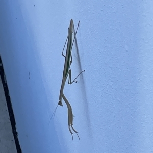 Tenodera australasiae at Casey, ACT - 12 Feb 2023