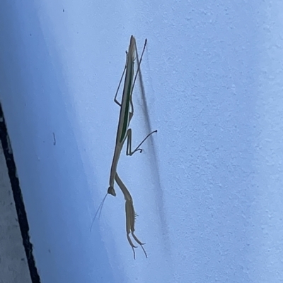 Tenodera australasiae (Purple-winged mantid) at Casey, ACT - 12 Feb 2023 by Hejor1