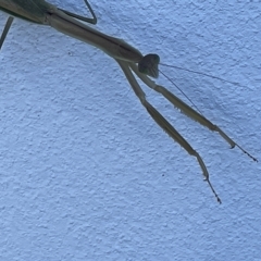 Tenodera australasiae at Casey, ACT - 12 Feb 2023