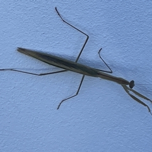 Tenodera australasiae at Casey, ACT - 12 Feb 2023 11:01 AM