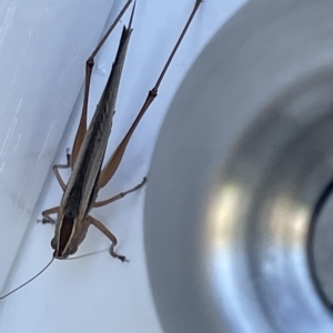 Conocephalus semivittatus at Casey, ACT - 12 Feb 2023 11:00 AM