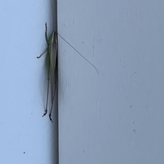 Conocephalus semivittatus at Casey, ACT - 12 Feb 2023 11:00 AM