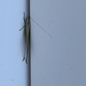 Conocephalus semivittatus at Casey, ACT - 12 Feb 2023