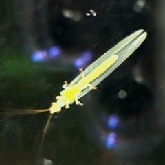 Chrysopidae (family) at Gundaroo, NSW - 11 Feb 2023