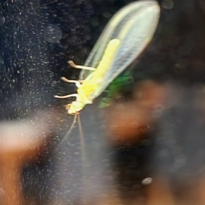 Chrysopidae (family) at Gundaroo, NSW - 11 Feb 2023