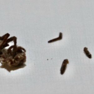 Araneae (order) at Greenleigh, NSW - 5 Feb 2023 10:56 AM