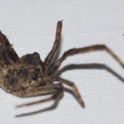 Araneidae (family) (Orb weaver) at Greenleigh, NSW - 4 Feb 2023 by Hejor1