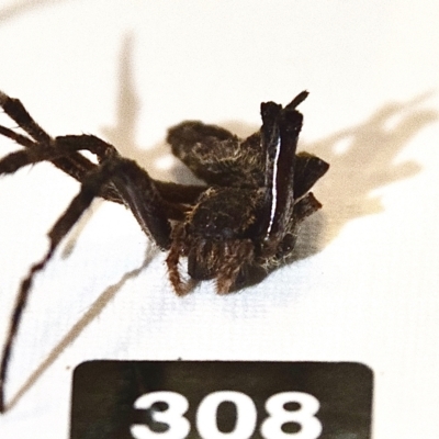 Araneidae (family) (Orb weaver) at Greenleigh, NSW - 5 Feb 2023 by Hejor1