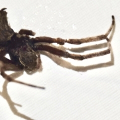 Araneidae (family) (Orb weaver) at Greenleigh, NSW - 5 Feb 2023 by Hejor1