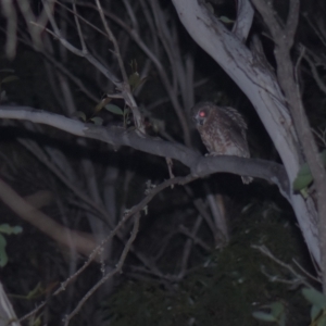 Ninox boobook at Tinderry, NSW - 5 Feb 2023 09:37 PM