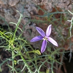 Isotoma axillaris (Australian Harebell, Showy Isotome) at Henty, NSW - 11 Feb 2023 by Darcy