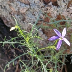 Isotoma axillaris at Henty, NSW - 12 Feb 2023