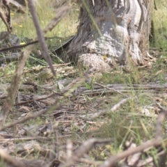 Cinclosoma punctatum (Spotted Quail-thrush) at Burnt School Nature Reserve - 6 Feb 2023 by danswell