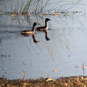 Tachybaptus novaehollandiae at Henty, NSW - 12 Feb 2023