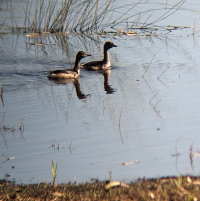 Tachybaptus novaehollandiae (Australasian Grebe) at Henty, NSW - 11 Feb 2023 by Darcy