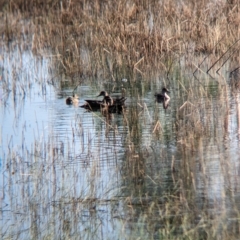 Anas gracilis (Grey Teal) at Henty, NSW - 12 Feb 2023 by Darcy