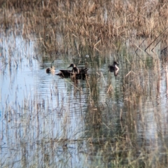 Anas gracilis (Grey Teal) at Henty, NSW - 11 Feb 2023 by Darcy