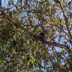 Pomatostomus temporalis temporalis (Grey-crowned Babbler) at Doodle Comer Swamp Nature Reserve - 11 Feb 2023 by Darcy