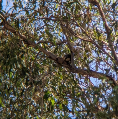 Pomatostomus temporalis temporalis (Grey-crowned Babbler) at Henty, NSW - 11 Feb 2023 by Darcy