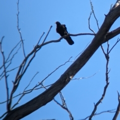 Corcorax melanorhamphos at Henty, NSW - 12 Feb 2023