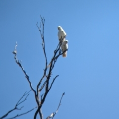 Cacatua sanguinea (Little Corella) at Henty, NSW - 12 Feb 2023 by Darcy