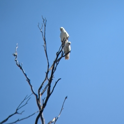 Cacatua sanguinea (Little Corella) at Henty, NSW - 12 Feb 2023 by Darcy