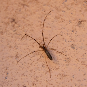 Tetragnatha demissa at Kingston, ACT - 12 Feb 2023 07:55 AM