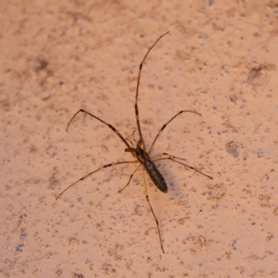 Tetragnatha demissa (Tetragnatha demissa) at Lake Burley Griffin Central/East - 11 Feb 2023 by Lindell