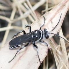 Turneromyia sp. (genus) (Zebra spider wasp) at Higgins, ACT - 3 Feb 2023 by AlisonMilton