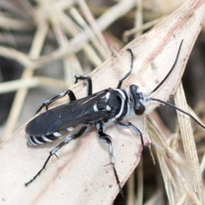 Turneromyia sp. (genus) at Higgins, ACT - 3 Feb 2023