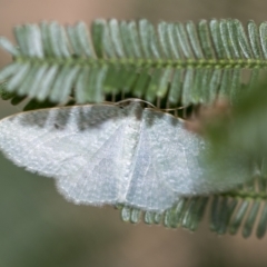 Poecilasthena thalassias at Hawker, ACT - 3 Feb 2023