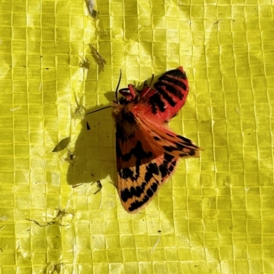 Ardices curvata (Crimson Tiger Moth) at Aranda Bushland - 11 Feb 2023 by KMcCue