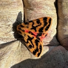 Ardices curvata at Molonglo Valley, ACT - 12 Feb 2023