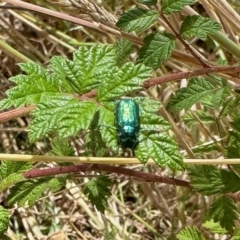 Diphucephala sp. (genus) (Green Scarab Beetle) at Rendezvous Creek, ACT - 11 Feb 2023 by KMcCue